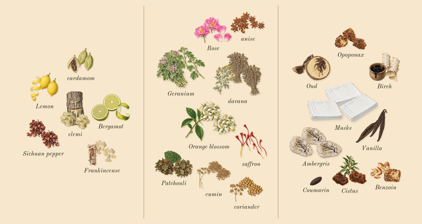 Outlands’s scent picture, a draft: cardamom, bergamot, lemon, sichuan pepper, elemi, frankincense drawn so far; dashed outlines where nothing is drawn yet