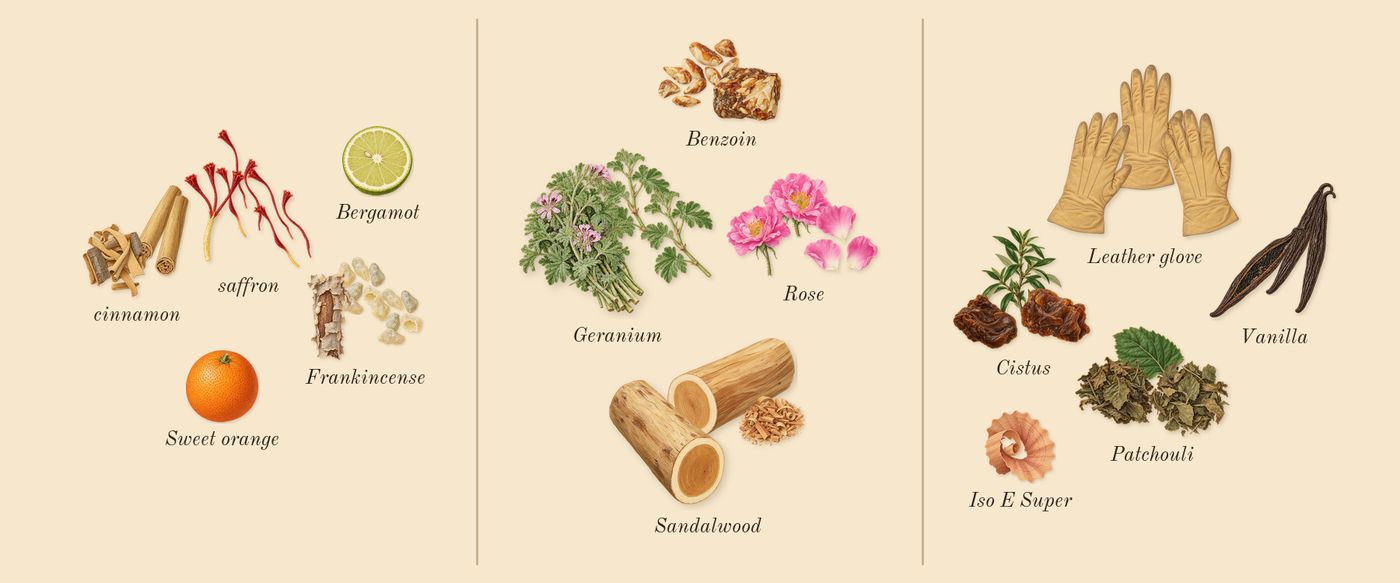 Overture 41’s scent picture, a draft: frankincense, saffron, cinnamon, benzoin, rose, geranium drawn so far; dashed outlines where nothing is drawn yet