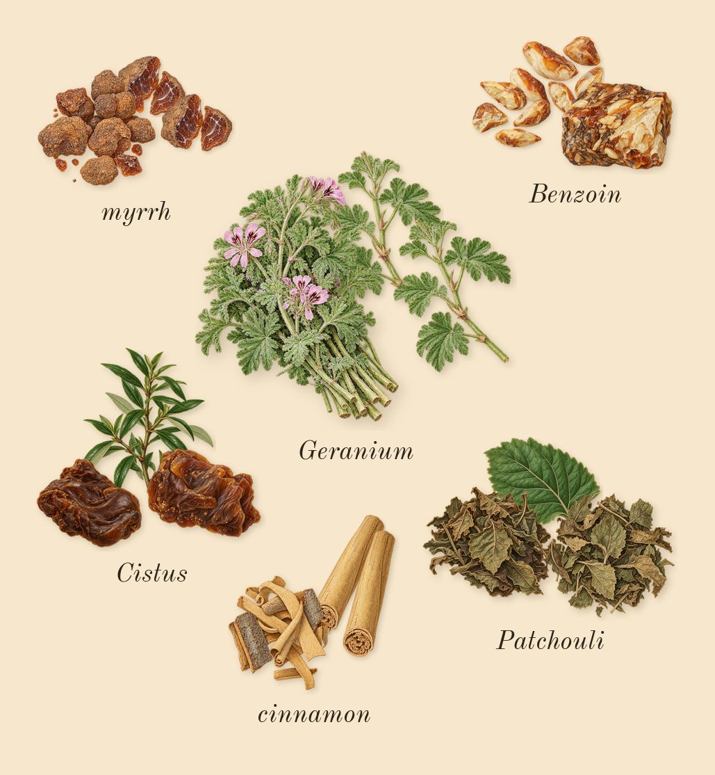 Overture Man, heart: cinnamon, Benzoin, Cistus, Patchouli, Geranium, myrrh