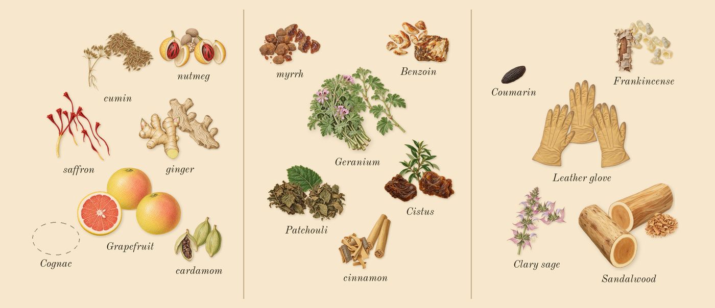 Overture Man’s scent picture, a draft: grapefruit, cardamom, cumin, ginger, nutmeg, saffron drawn so far; dashed outlines where nothing is drawn yet