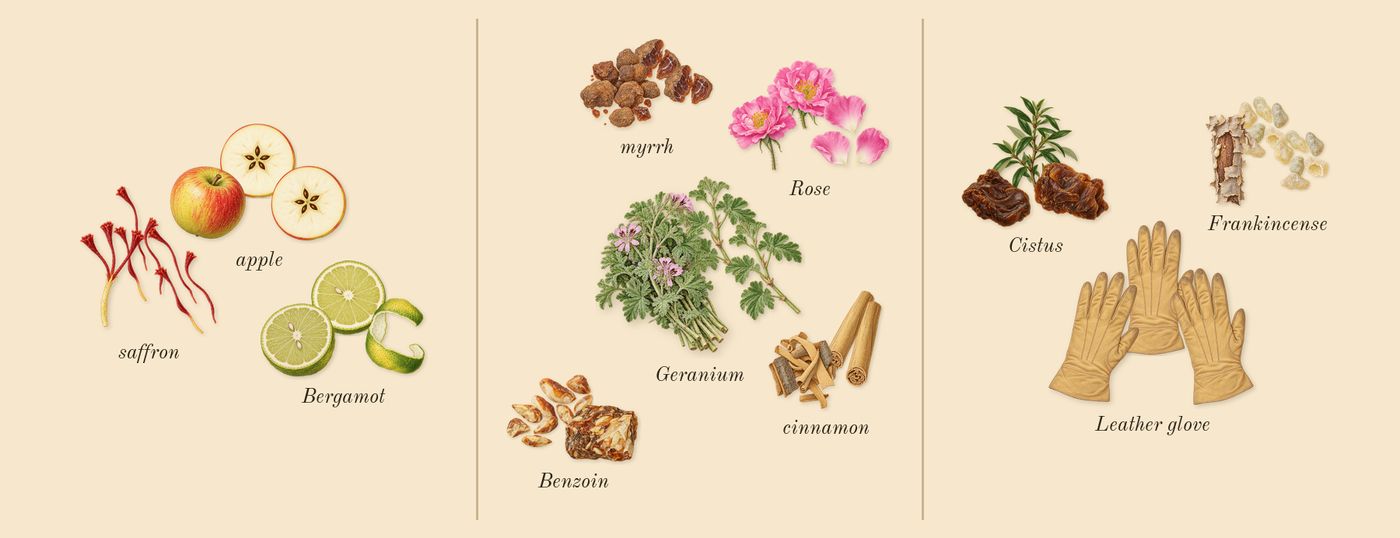 Overture Woman’s scent picture, a draft: bergamot, saffron, apple, benzoin, myrrh, rose drawn so far; dashed outlines where nothing is drawn yet