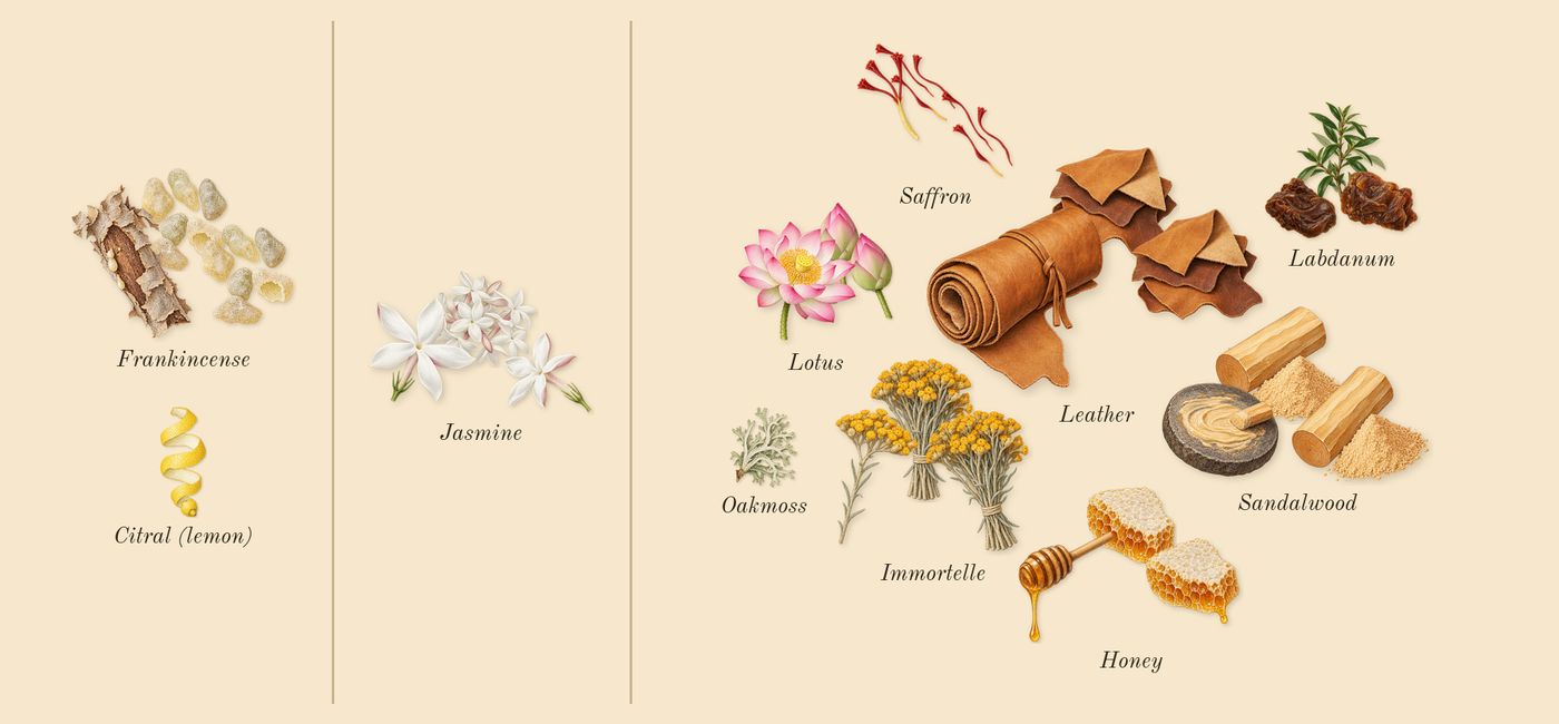 Anubis’s scent picture, a draft: jasmine, lotus, leather, immortelle, frankincense, saffron drawn so far; dashed outlines where nothing is drawn yet