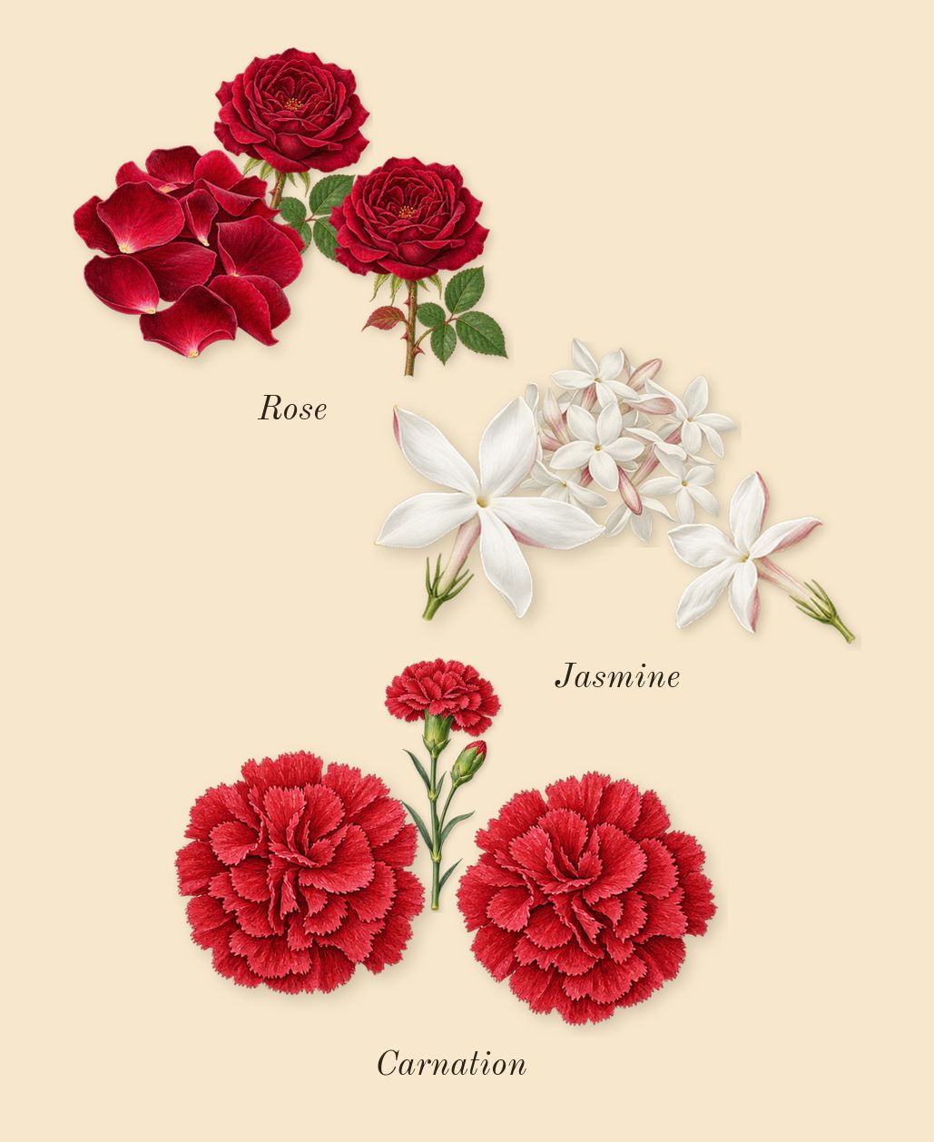 Salome, heart: Jasmine, Rose, Carnation