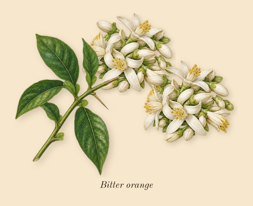 Salome, top notes: Bitter orange