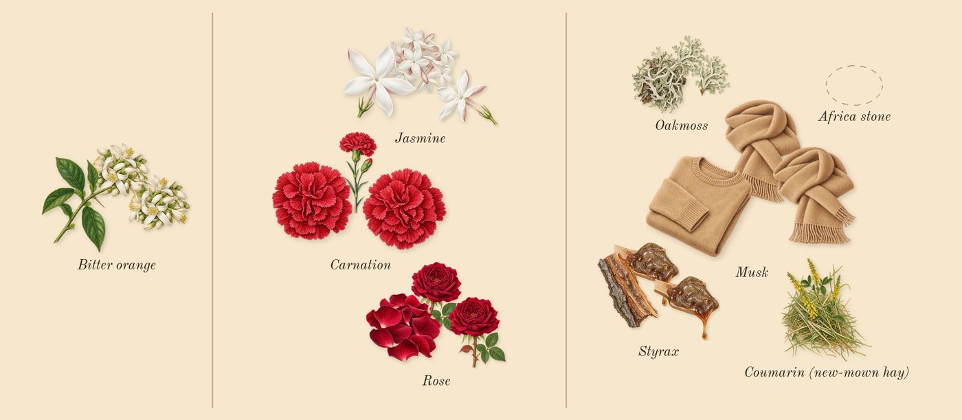 Salome’s scent picture, a draft: jasmine, rose, carnation, musk, bitter orange, oakmoss drawn so far; dashed outlines where nothing is drawn yet
