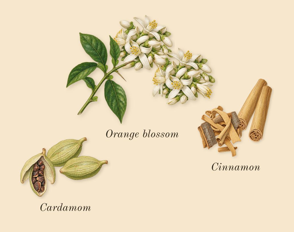 Althaïr, heart: Orange blossom, Cinnamon, Cardamom