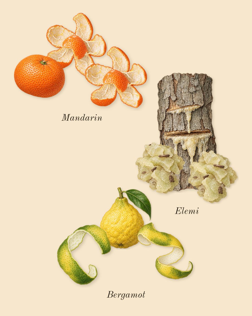 Althaïr, top notes: Bergamot, Mandarin, Elemi