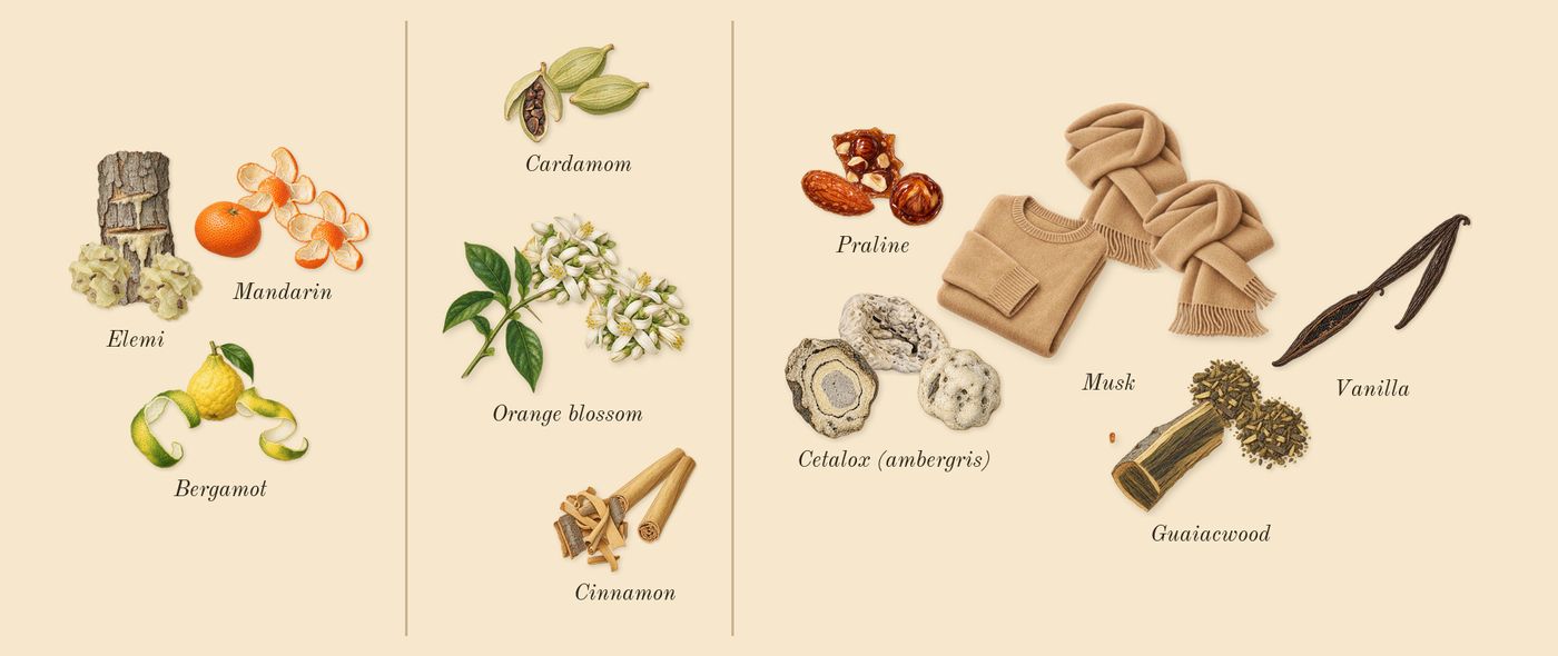 Althaïr’s scent picture, a draft: bergamot, mandarin, elemi, orange blossom, cinnamon, cardamom drawn so far; dashed outlines where nothing is drawn yet