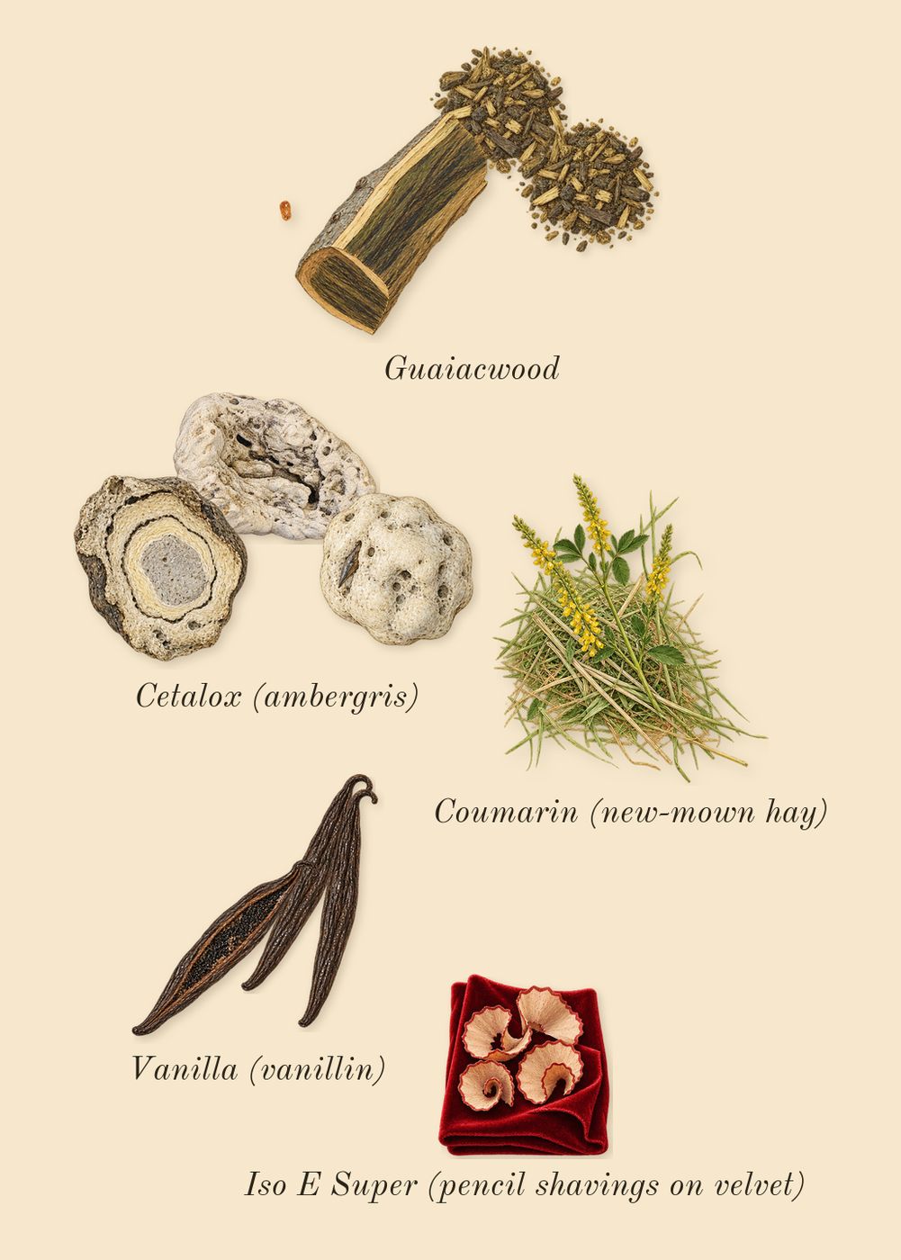 Althaïr Exclusif, dry-down: Vanilla (vanillin), Guaiacwood, Cetalox (ambergris), Iso E Super (pencil shavings on velvet), Coumarin (new-mown hay)
