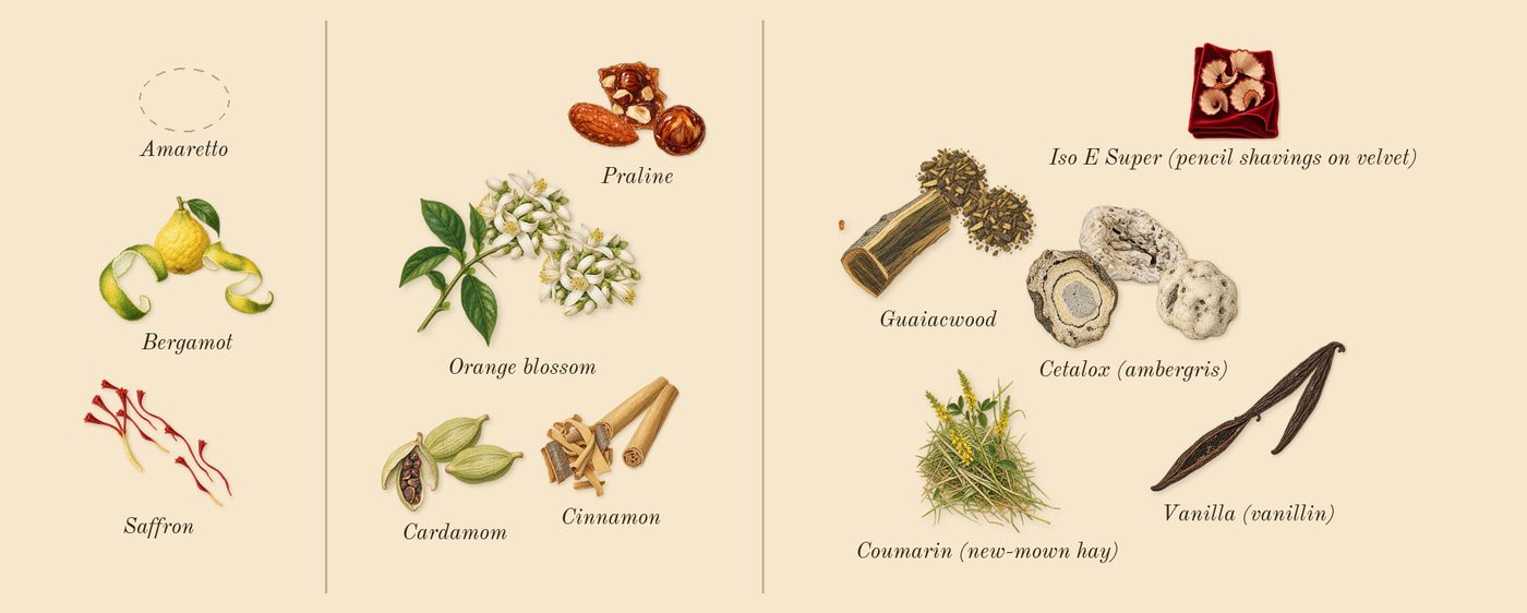 Althaïr Exclusif’s scent picture, a draft: bergamot, saffron, cinnamon, orange blossom, cardamom, praline drawn so far; dashed outlines where nothing is drawn yet