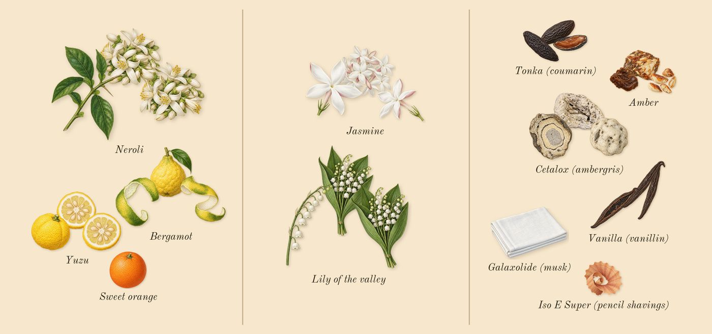 Athénaïs’s scent picture, a draft: neroli, bergamot, yuzu, jasmine, tonka (coumarin), vanilla (vanillin) drawn so far; dashed outlines where nothing is drawn yet