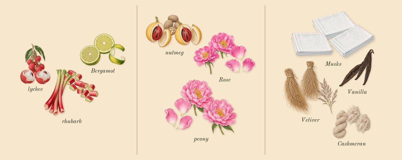 Delina’s scent picture, a draft: bergamot, lychee, rhubarb, rose, nutmeg, cashmeran drawn so far; dashed outlines where nothing is drawn yet