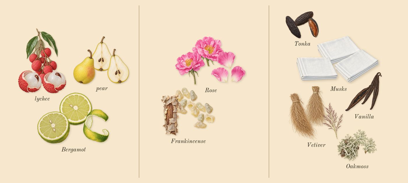 Delina Exclusif’s scent picture, a draft: bergamot, pear, lychee, rose, frankincense, vanilla drawn so far; dashed outlines where nothing is drawn yet