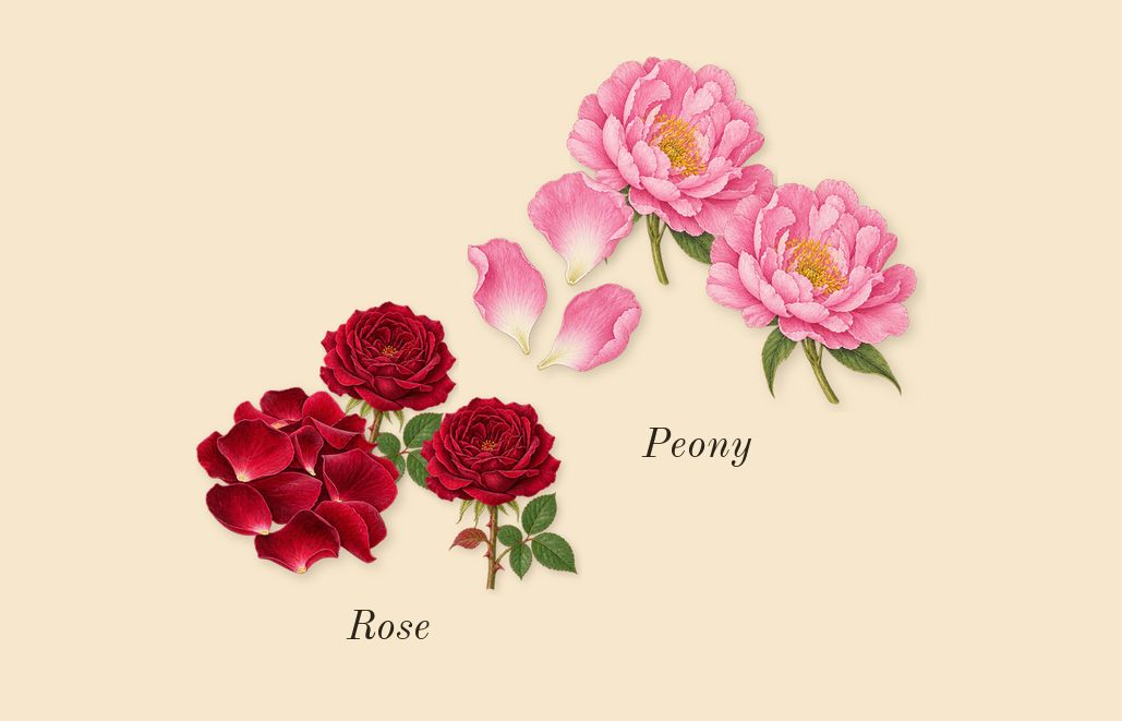Delina La Rosée, heart: Rose, Peony