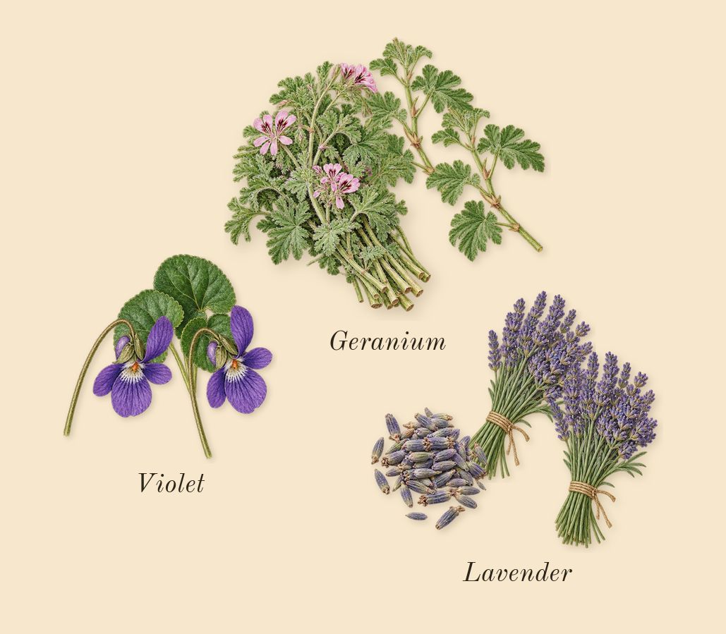 Layton, heart: Lavender, Violet, Geranium