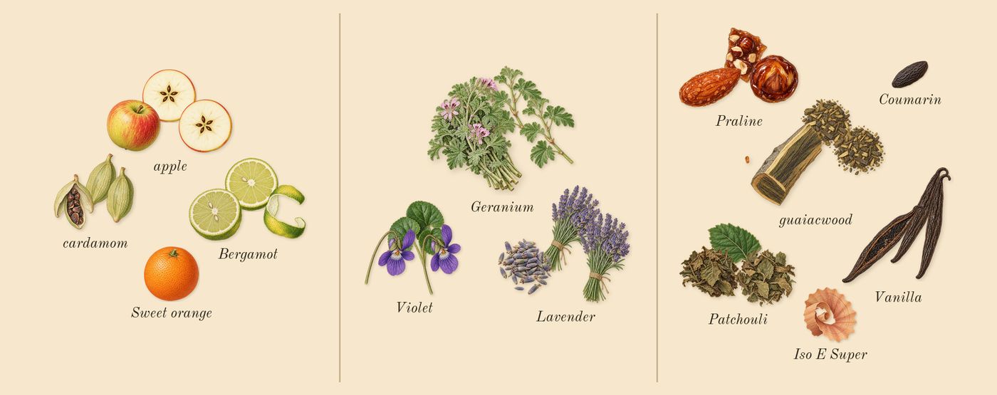 Layton’s scent picture, a draft: apple, bergamot, cardamom, lavender, violet, geranium drawn so far; dashed outlines where nothing is drawn yet
