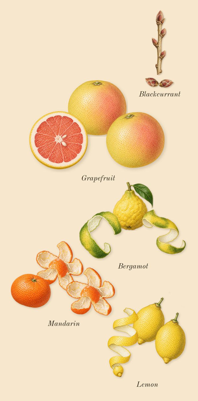 Oriana, top notes: Mandarin, Lemon, Grapefruit, Bergamot, Blackcurrant