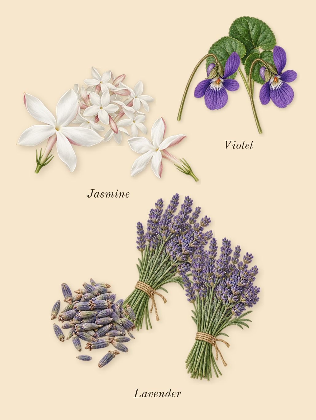 Palatine, heart: Violet, Lavender, Jasmine