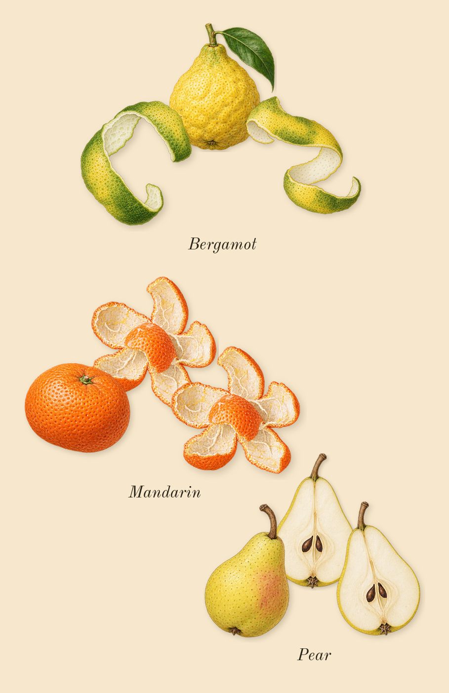 Palatine, top notes: Mandarin, Bergamot, Pear