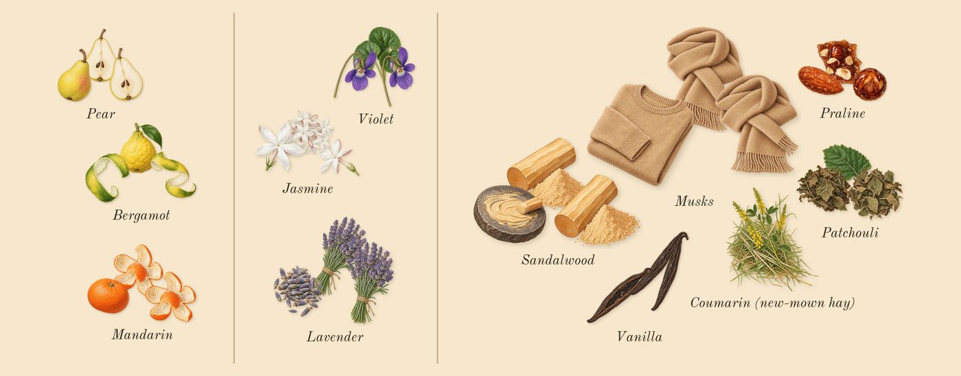Palatine’s scent picture, a draft: mandarin, bergamot, pear, violet, lavender, jasmine drawn so far; dashed outlines where nothing is drawn yet