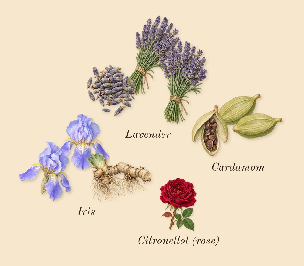Percival, heart: Lavender, Iris, Cardamom, Citronellol (rose)