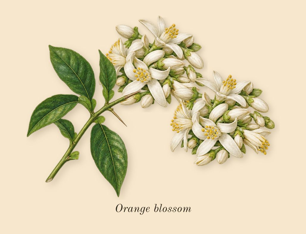 Valaya, heart: Orange blossom