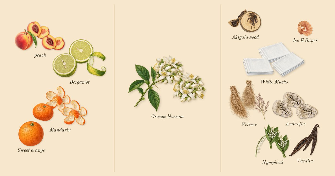 Valaya’s scent picture, a draft: bergamot, mandarin, peach, orange blossom, white musks, akigalawood drawn so far; dashed outlines where nothing is drawn yet