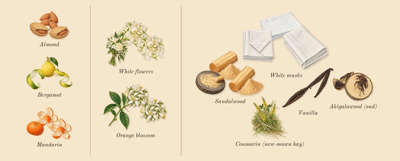 Valaya Exclusif’s scent picture, a draft: almond, bergamot, mandarin, orange blossom, white flowers, white musks drawn so far; dashed outlines where nothing is drawn yet