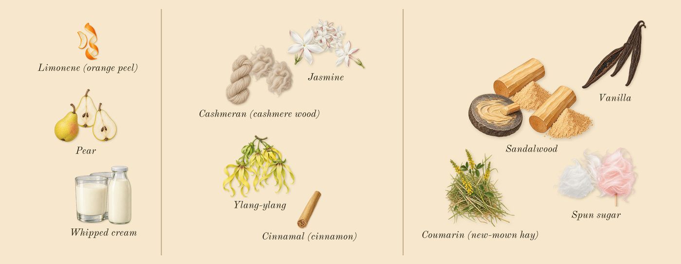 Khair Confection’s scent picture, a draft: pear, whipped cream, jasmine, ylang-ylang, cashmeran (cashmere wood), sandalwood drawn so far; dashed outlines where nothing is drawn yet
