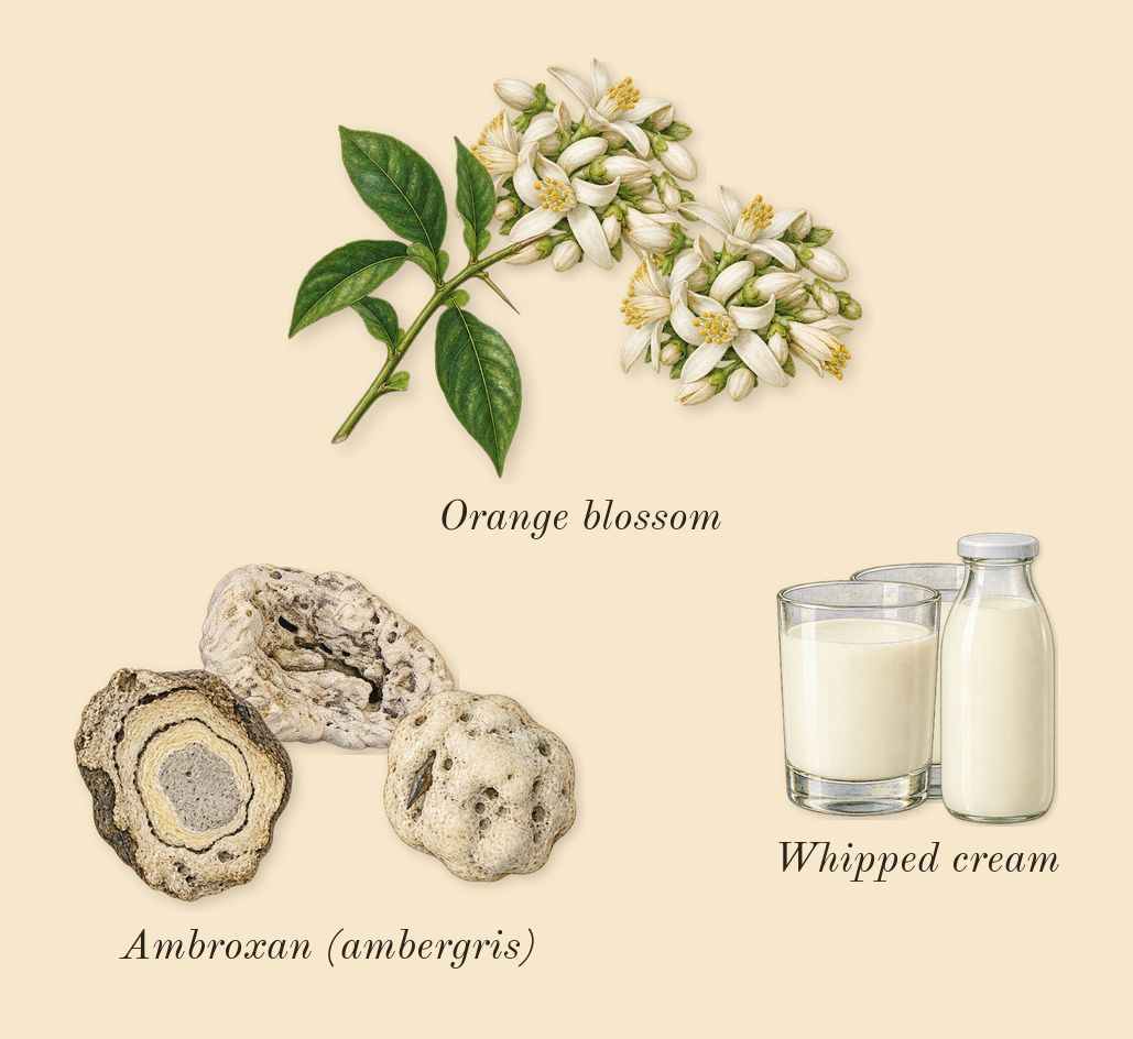 Marshmallow Blush, heart: Ambroxan (ambergris), Orange blossom, Whipped cream