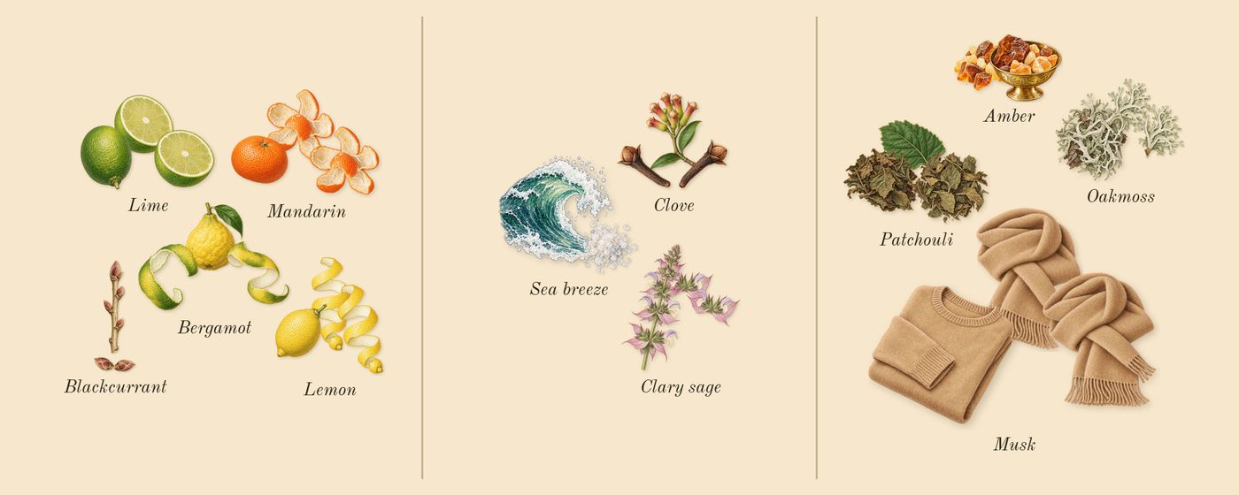 Just Me for Men’s scent picture, a draft: bergamot, lemon, blackcurrant, sea breeze, clary sage, clove drawn so far; dashed outlines where nothing is drawn yet