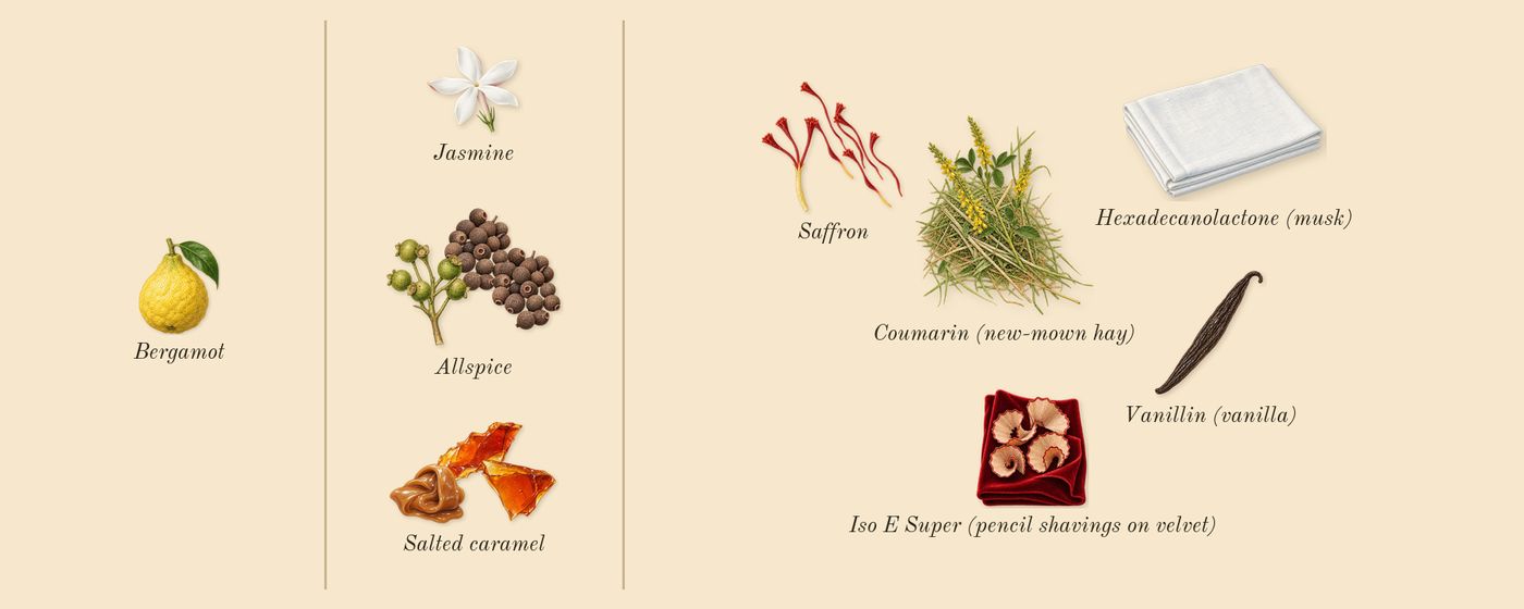 Changing Constance Intense’s scent picture, a draft: saffron, allspice, salted caramel, bergamot, jasmine, iso e super (pencil shavings on velvet) drawn so far; dashed outlines where nothing is drawn yet