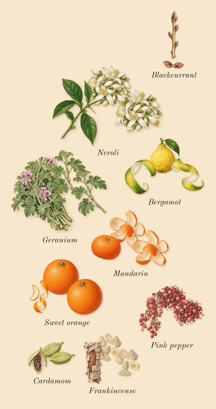 Empressa, top notes: Bergamot, Sweet orange, Mandarin, Blackcurrant, Neroli, Geranium, Cardamom, Pink pepper, Frankincense