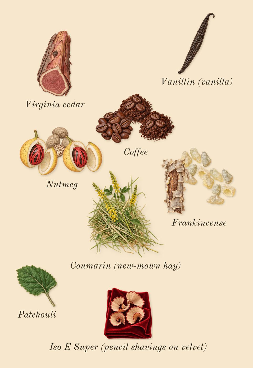Endymion Concentré, dry-down: Frankincense, Nutmeg, Coffee, Virginia cedar, Patchouli, Iso E Super (pencil shavings on velvet), Coumarin (new-mown hay), Vanillin (vanilla)