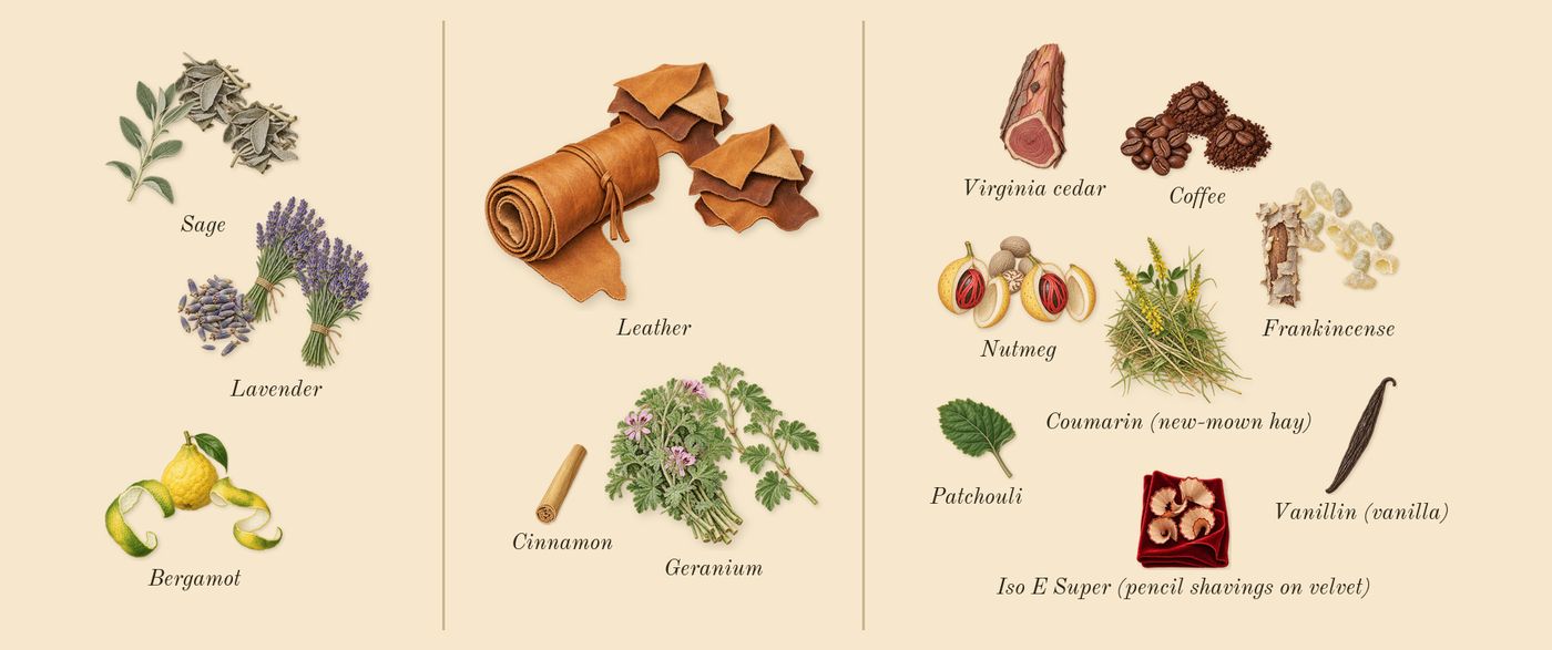 Endymion Concentré’s scent picture, a draft: bergamot, lavender, sage, geranium, leather, frankincense drawn so far; dashed outlines where nothing is drawn yet
