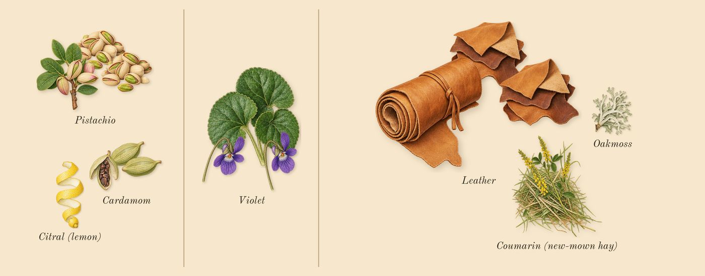 Fortuitous Finley’s scent picture, a draft: pistachio, violet, leather, cardamom, oakmoss, coumarin (new-mown hay) drawn so far; dashed outlines where nothing is drawn yet