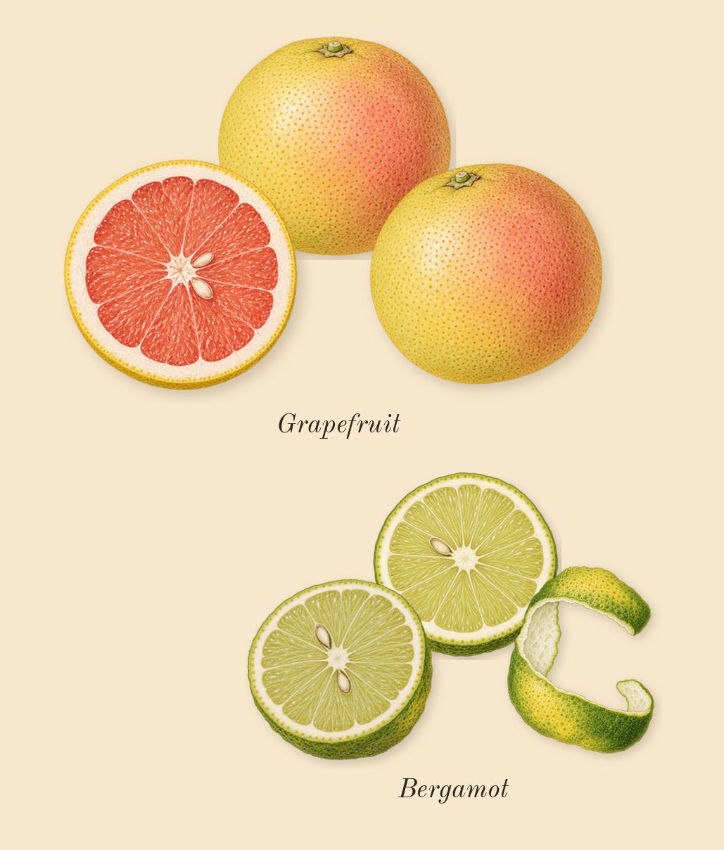 Halfeti, top notes: Bergamot, Grapefruit