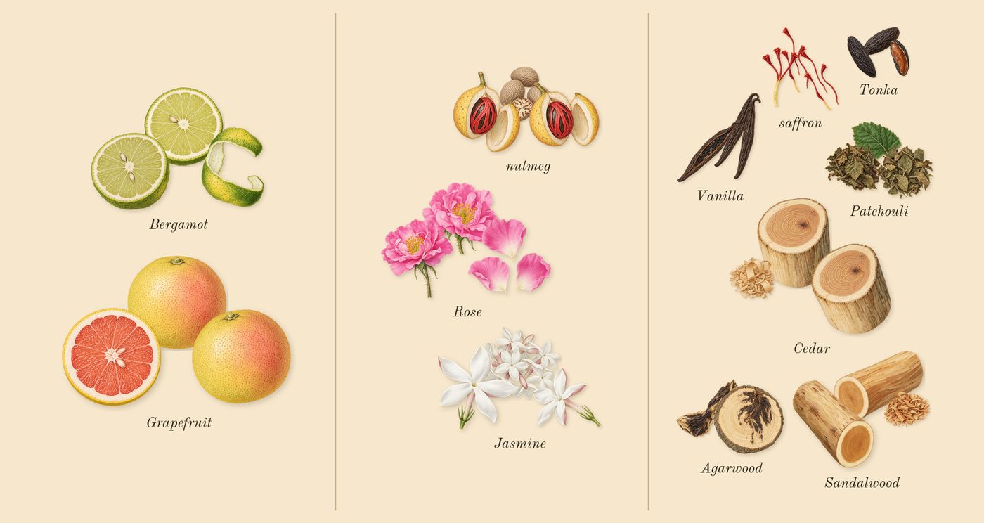 Halfeti’s scent picture, a draft: bergamot, rose, agarwood, grapefruit, cedar, patchouli drawn so far; dashed outlines where nothing is drawn yet