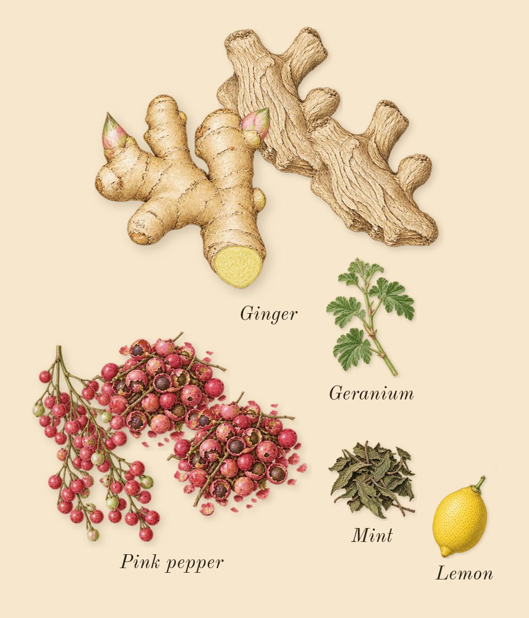 Liquid Love, top notes: Ginger, Pink pepper, Lemon, Geranium, Mint