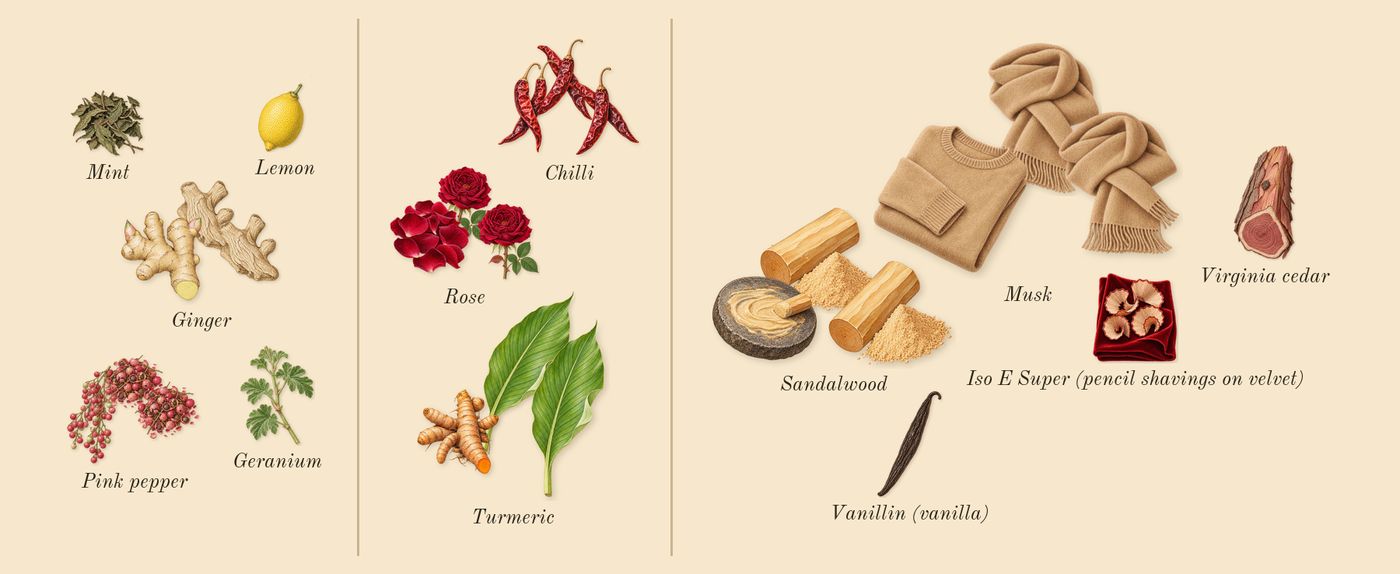 Liquid Love’s scent picture, a draft: ginger, rose, sandalwood, pink pepper, turmeric, chilli drawn so far; dashed outlines where nothing is drawn yet
