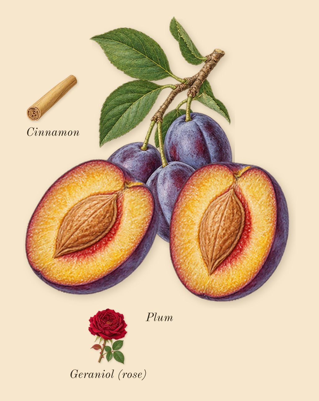 The Blazing Mister Sam Intense, heart: Plum, Cinnamon, Geraniol (rose)