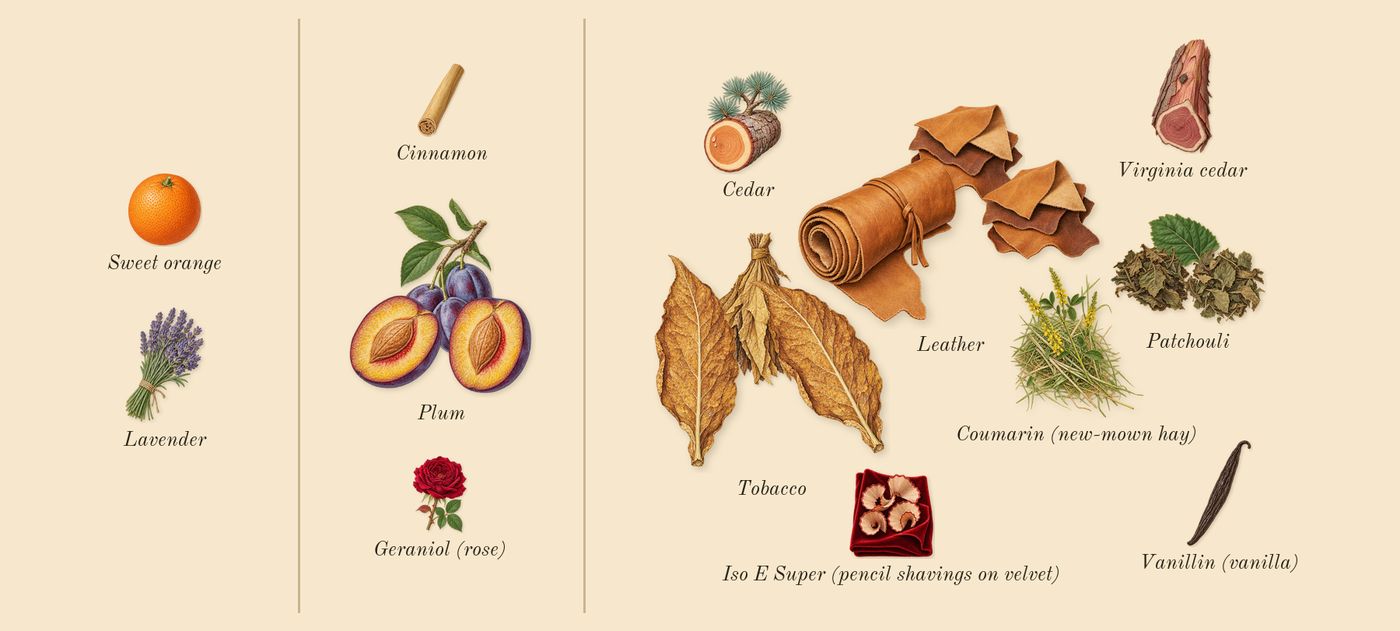 The Blazing Mister Sam Intense’s scent picture, a draft: plum, leather, tobacco, patchouli, cedar, virginia cedar drawn so far; dashed outlines where nothing is drawn yet