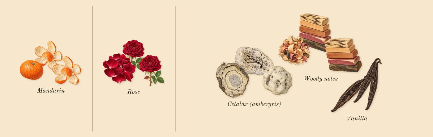 The Coveted Duchess Rose’s scent picture, a draft: mandarin, rose, vanilla, woody notes, cetalox (ambergris) drawn so far; dashed outlines where nothing is drawn yet