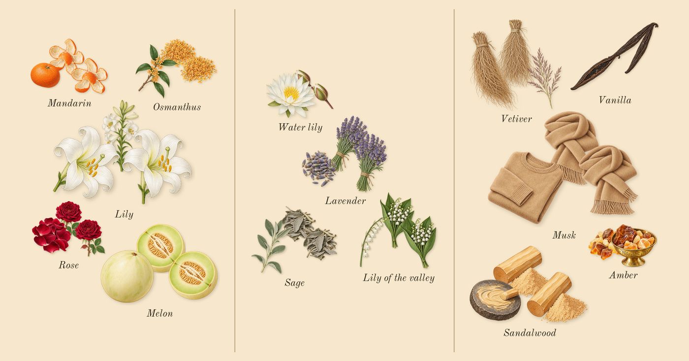 360° for Women’s scent picture, a draft: melon, lily, osmanthus, mandarin, rose, lily of the valley drawn so far; dashed outlines where nothing is drawn yet