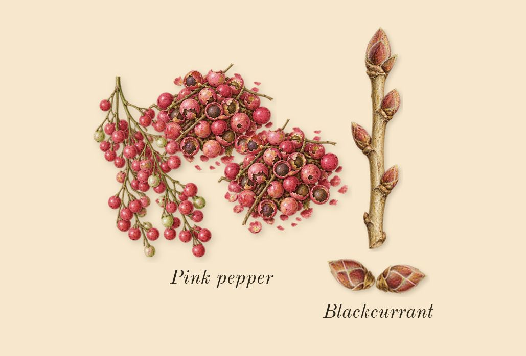Rose Whip, top notes: Pink pepper, Blackcurrant