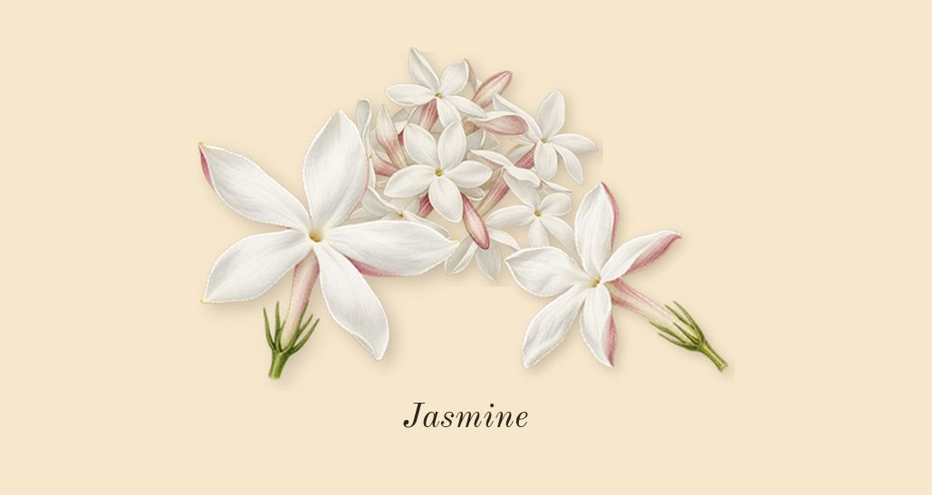 Portrayal Woman, top notes: Jasmine