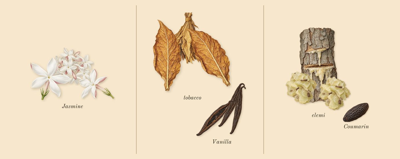 Portrayal Woman’s scent picture, a draft: jasmine, tobacco, vanilla, elemi, coumarin drawn so far; dashed outlines where nothing is drawn yet