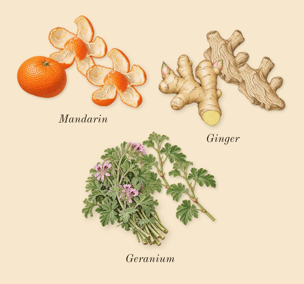 Infusion de Gingembre, top notes: Ginger, Geranium, Mandarin