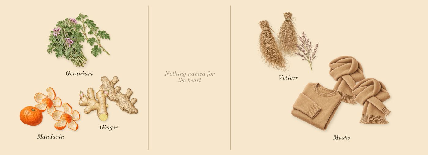 Infusion de Gingembre’s scent picture, a draft: ginger, geranium, vetiver, mandarin, musks drawn so far; dashed outlines where nothing is drawn yet