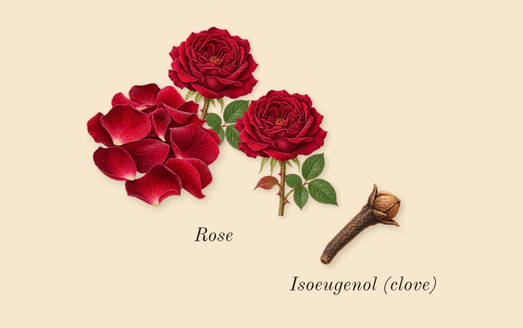 Infusion de Rose, heart: Rose, Isoeugenol (clove)
